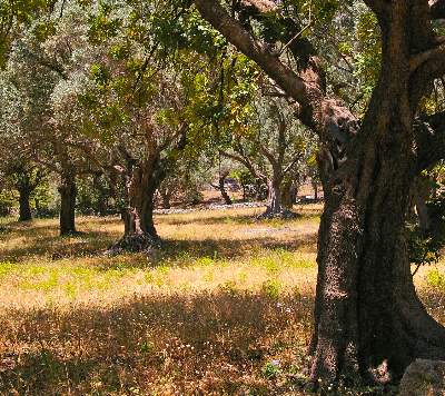 Holzuhren und Sonnenbrillen aus Olive